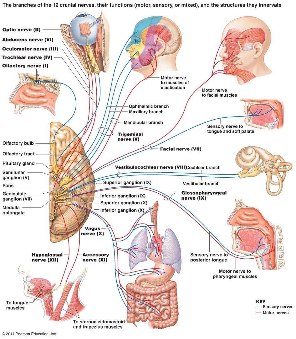 Cranial Nerves Sensory Motor Functions